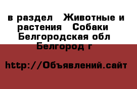  в раздел : Животные и растения » Собаки . Белгородская обл.,Белгород г.